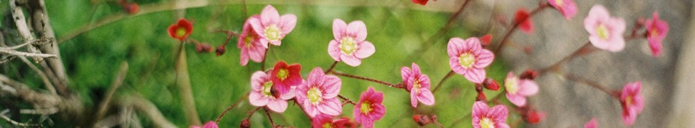 Image de fleurs